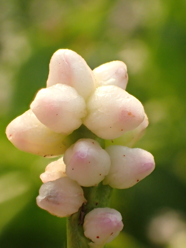 Basella alba