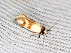 Antipterna trilicella