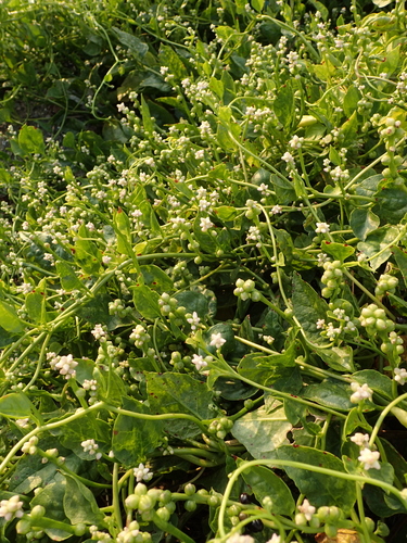 Basella alba