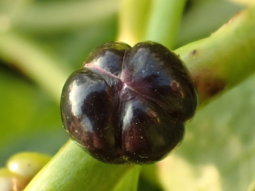 Basella alba
