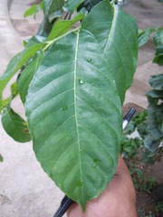 Batocarpus amazonicus