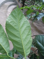 Batocarpus amazonicus