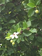 Dillenia philippinensis