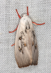 Brachybelistis neomorpha