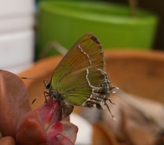 Callophrys xami