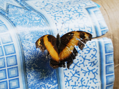 Yoma sabina podium