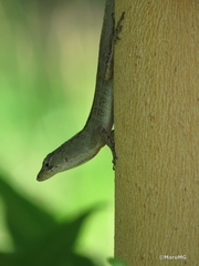 Anolis sagrei