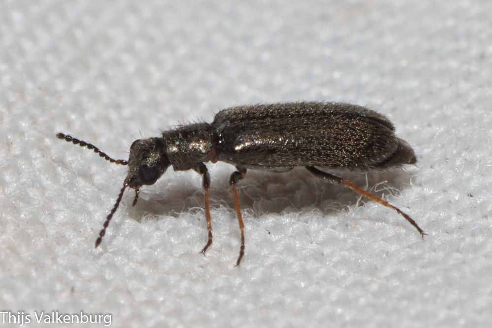 Dasytes nigroaeneus