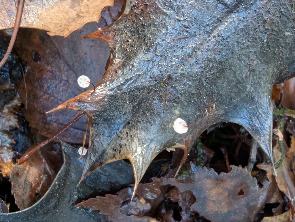 Marasmius hudsonii · November 2025 · photo: © pilmar (iNaturalist, cc0)