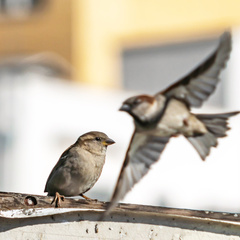 Passer domesticus