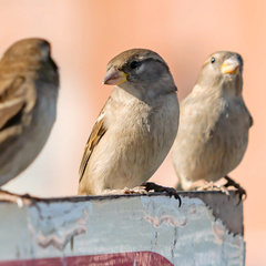 Passer domesticus