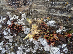 Cerastium bialynickii