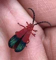 Thonalmus chevrolati