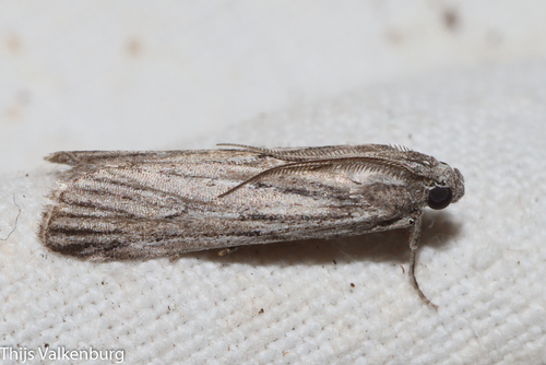 Amphithrix, 2025-05-09