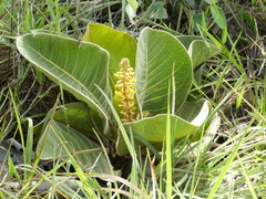 Byrsonima subterranea