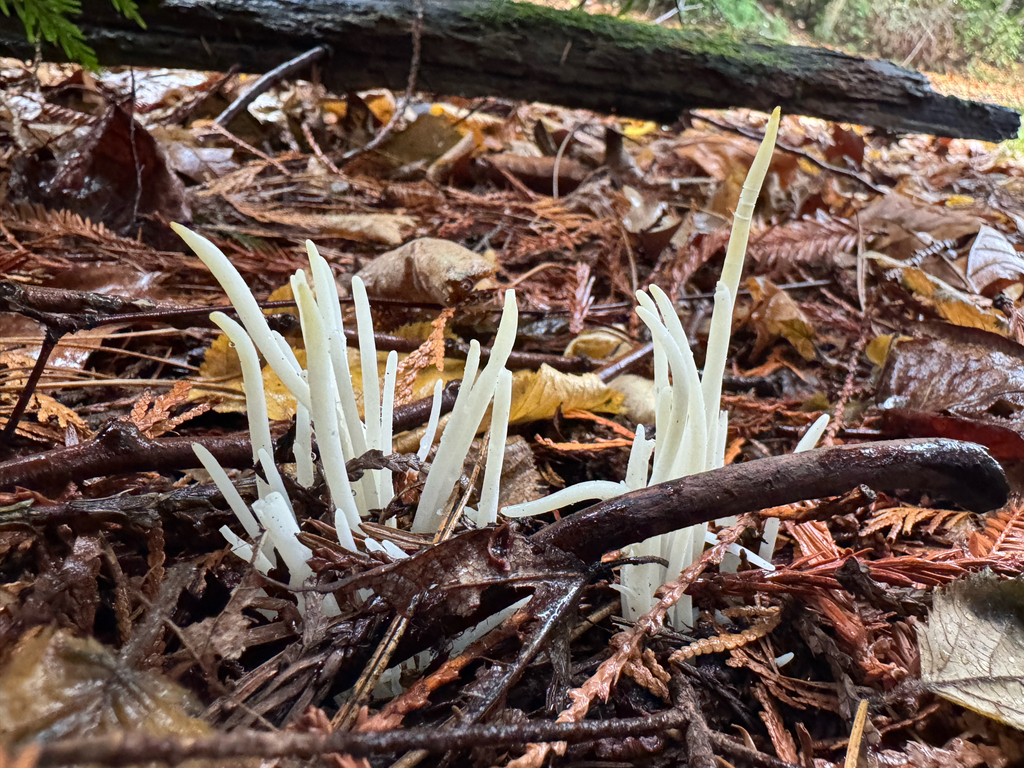 Clavaria fragilis · November 2025 · photo: © marsupialsoup (iNaturalist, cc-by)