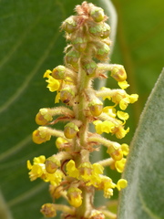 Byrsonima subterranea