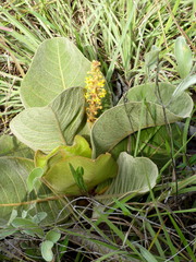 Byrsonima subterranea