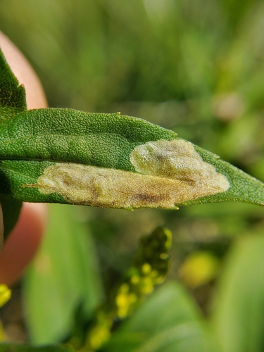 Unknown species found near Clinton, TN 37716, USA