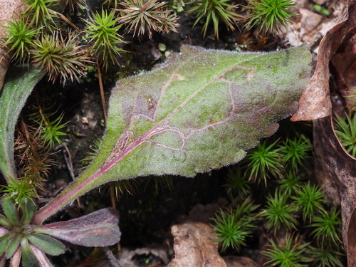 Bucculatrix staintonella photographed on goldenrod