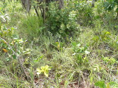 Byrsonima subterranea