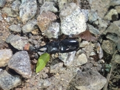 Prosopocoilus girafa nilgirensis