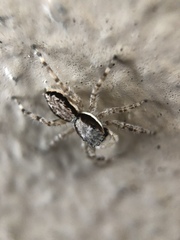 Menemerus bivittatus