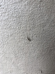 Diptera