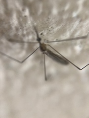 Diptera