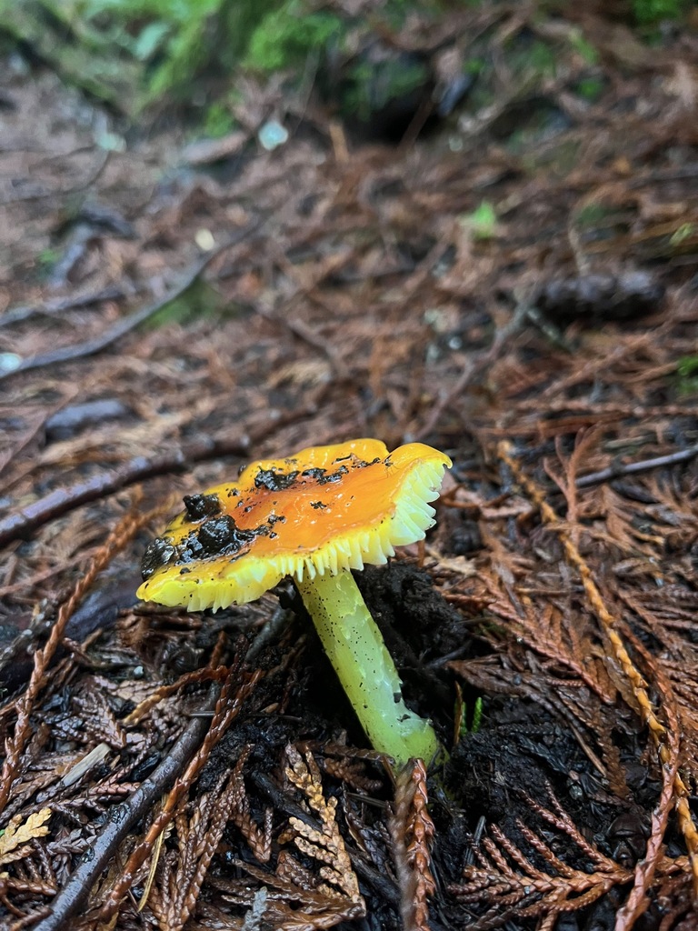 Hygrocybe sp. 'acutoconica-CA01'