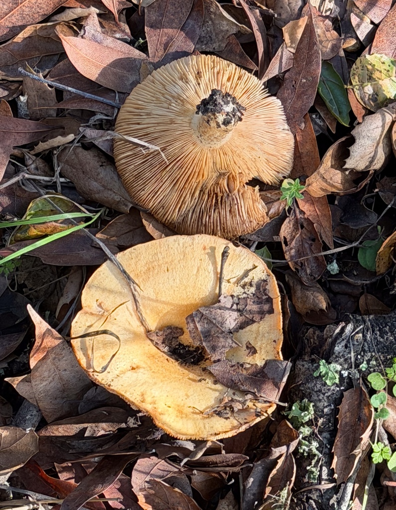 Lactarius alnicola · November 2025 · photo: © stjohnw (iNaturalist, cc-by-sa)