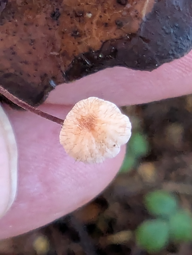 Marasmius hudsonii · November 2025 · photo: © pilmar (iNaturalist, cc0)
