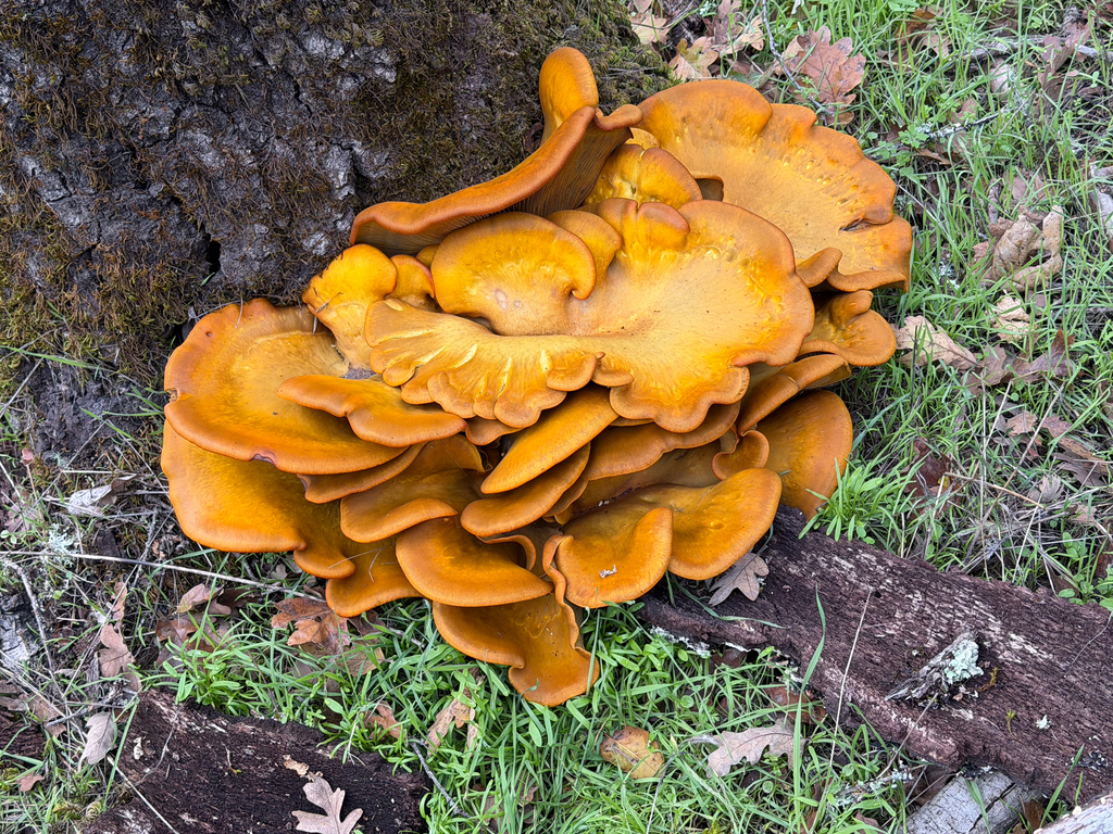Omphalotus olivascens · November 2025 · photo: © stjohnw (iNaturalist, cc-by-sa)