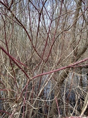 Cornus sericea sericea