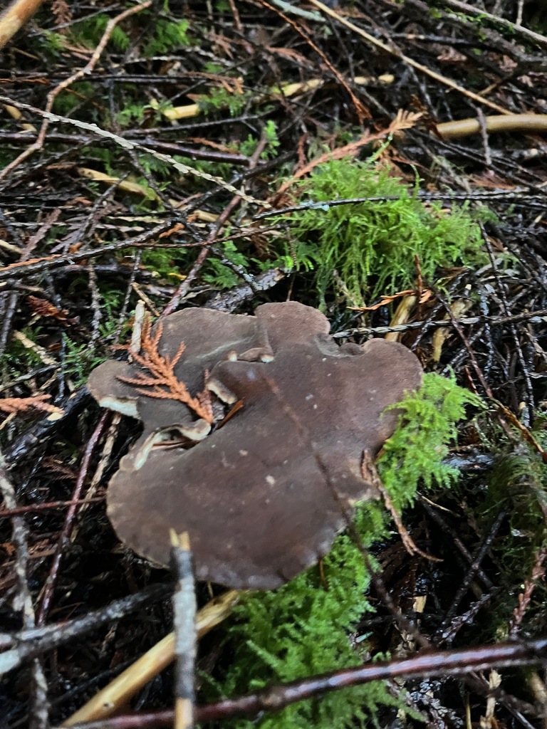 Jahnoporus hirtus · November 2025 · photo: © enspring (iNaturalist, cc0)