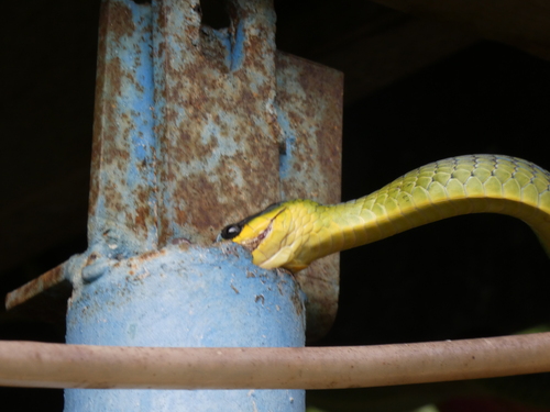 Common Tree Snake sighting