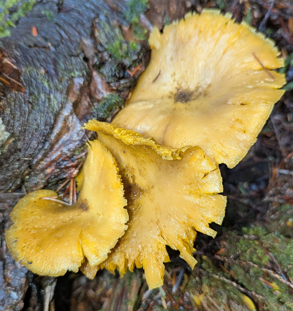 Tricholomopsis sp. 'decora-PA01' · November 2025 · photo: © benkeen (iNaturalist, cc0)