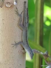 Anolis sagrei