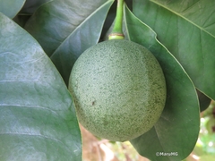 Amphitecna latifolia