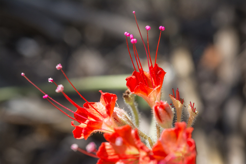 devil's bouquet (Nyctaginia capitata)
