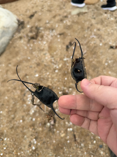Little Skate photographed in Rhode Island