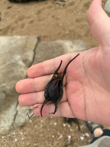 Little Skate photographed in Rhode Island