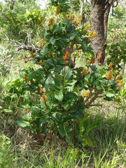 Palicourea rigida