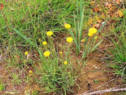 Rutidosis leptorrhynchoides, photograph 1