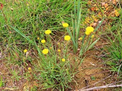 Elspeth Swan, CC BY, iNaturalist via GBIF Rutidosis leptorrhynchoides, photograph Elspeth Swan, CC BY, iNaturalist via GBIF