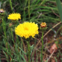 Elspeth Swan, CC BY, iNaturalist via GBIF Rutidosis leptorrhynchoides, photograph Elspeth Swan, CC BY, iNaturalist via GBIF