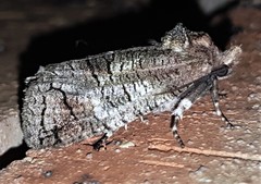 Macrocyttara expressa