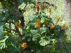 Palicourea rigida
