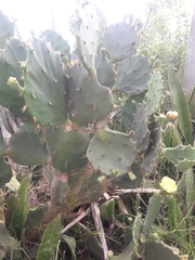 Opuntia dillenii