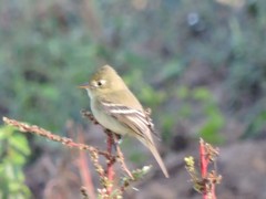 Empidonax difficilis